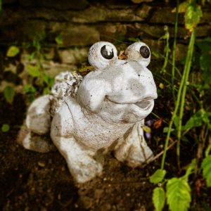 Steinfrosch Natur